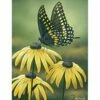 Black Swallowtail House Flag -Flag Sales 2024 black swallowtail house flag